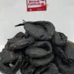 Maiduguri catfish